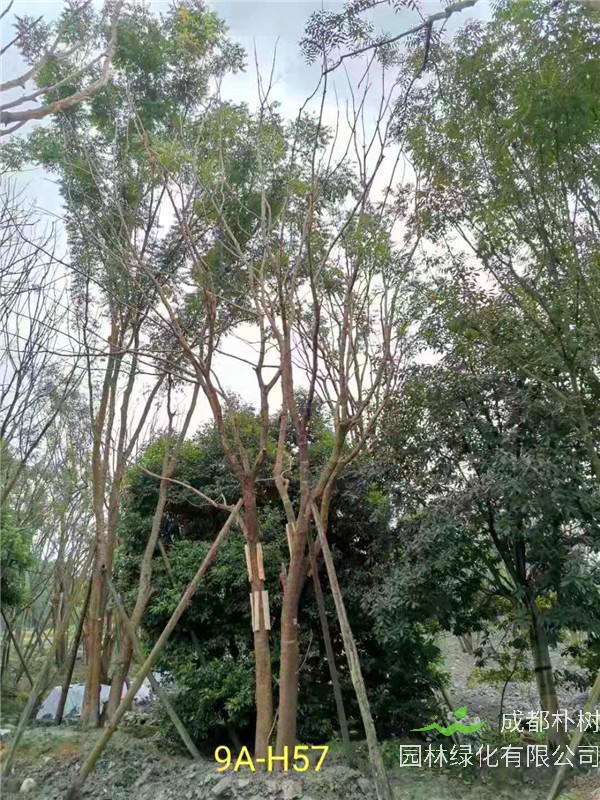 丛生黄连木51-55公分价格形势