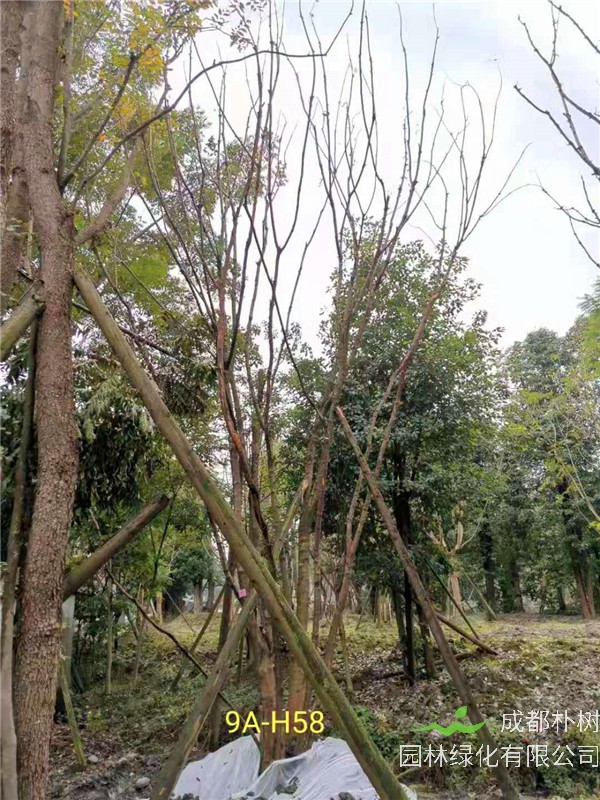 丛生黄连木71-90公分丛生黄连木价格是怎么样的？