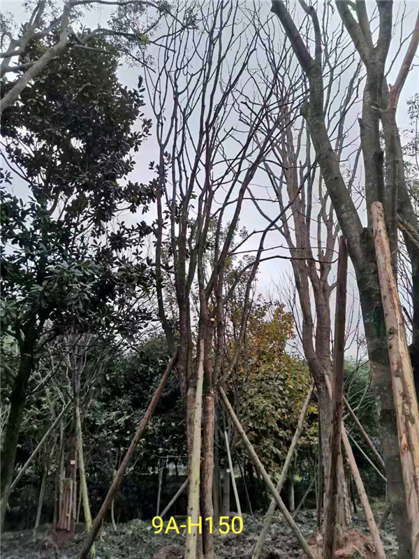 2020年丛生黄连木27-45公分价格详情