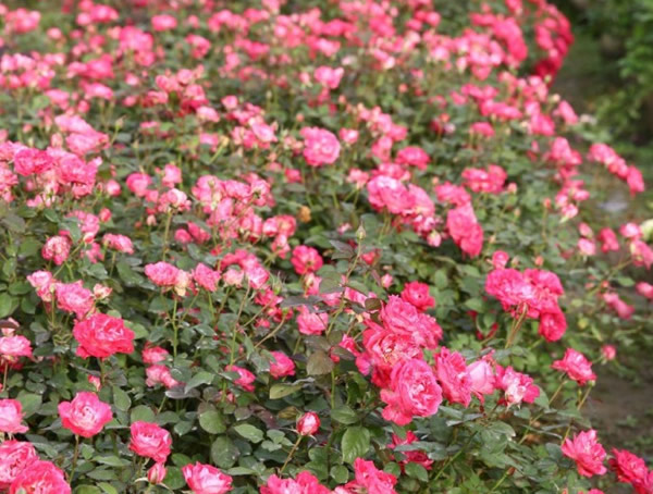 雪花肥牛月季是藤本还是灌木植物？