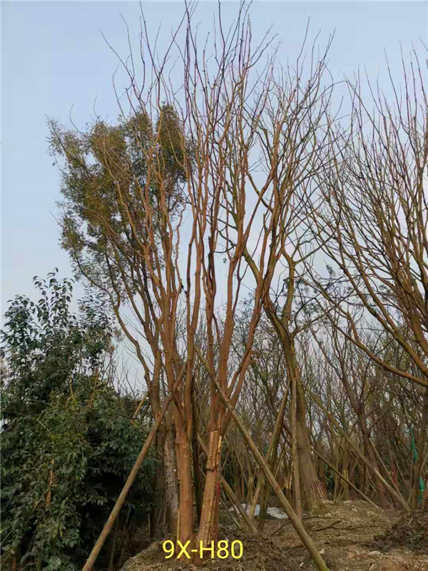 丛生黄连木51-55公分价格形势