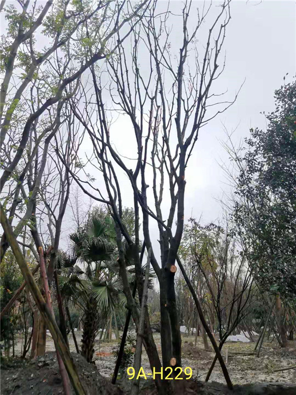 丛生黄连木56-65公分市场价格详情