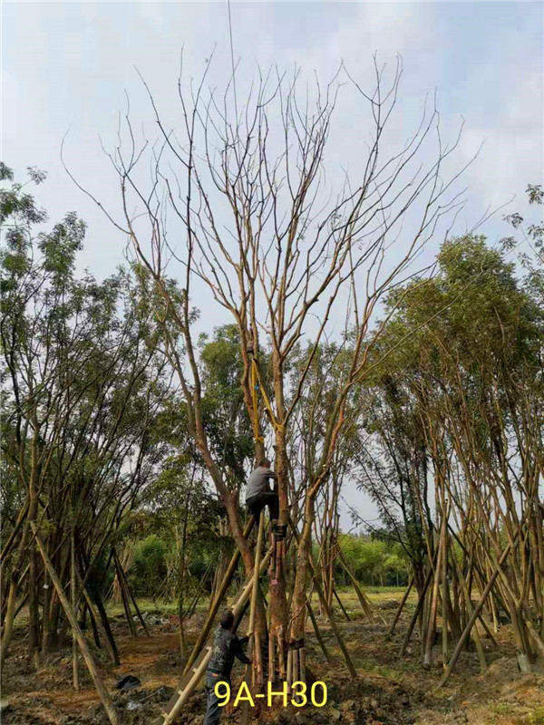 66-70公分丛生黄连木市场价格形势怎么样？