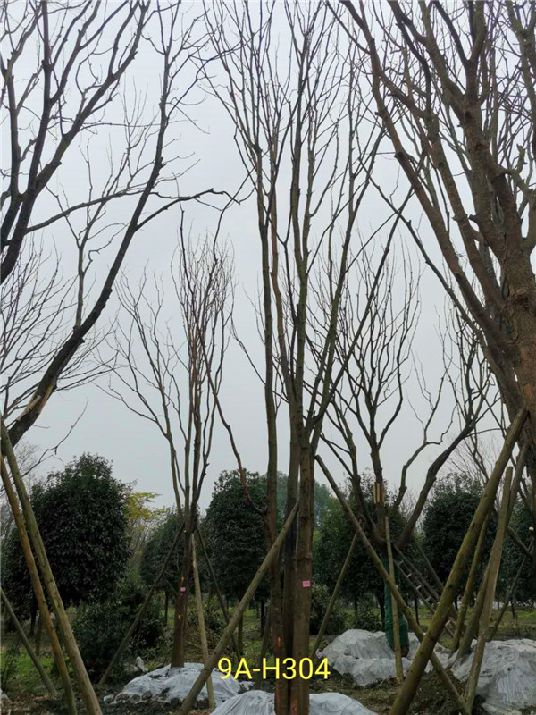 丛生黄连木71-90公分丛生黄连木价格是怎么样的？