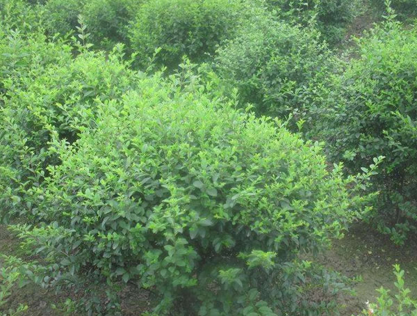 小腊树花有香味吗？