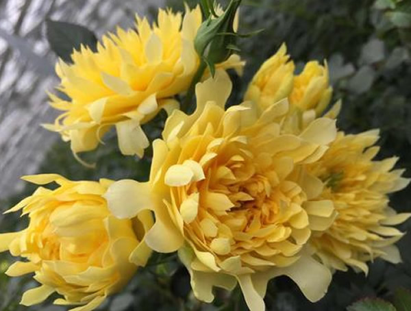 烟花波浪月季优缺点有哪些？