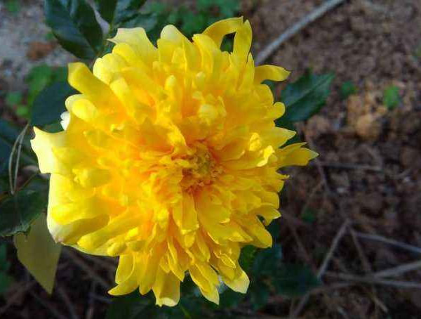 烟花波浪月季为什么会变异？