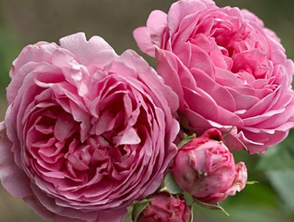 仙王座月季的优缺点有哪些？