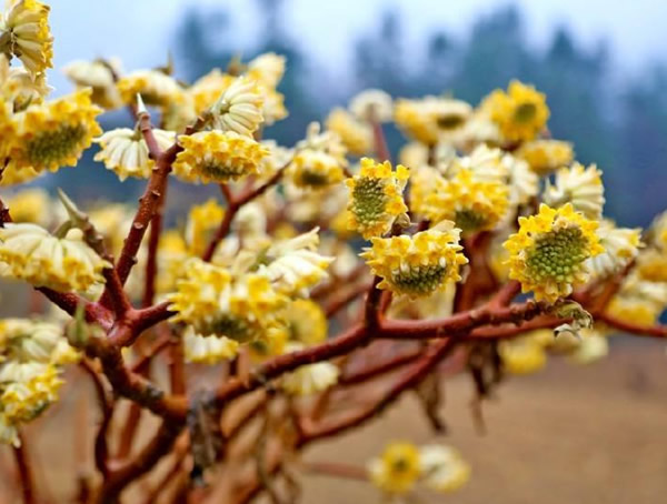 梦花树的功效与作用有哪些？