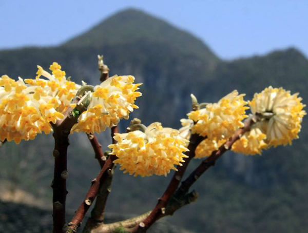 梦花树的种植方法和注意事项有哪些？