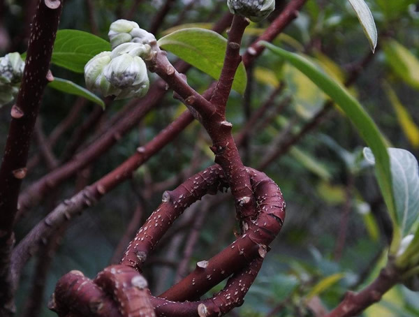 梦花树在养护时可不可以剪枝？