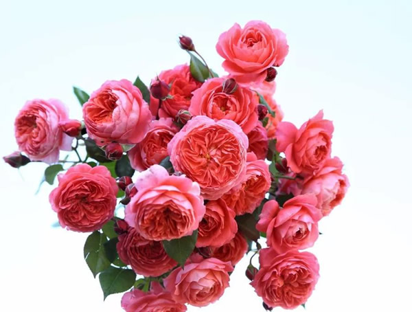 夏日花火月季优缺点有哪些？