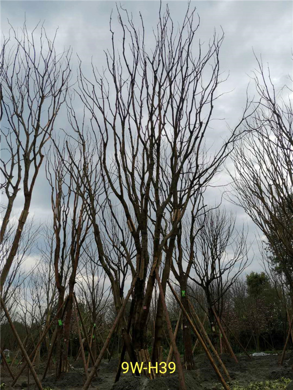 丛生黄连木91-108公分价格2020报价