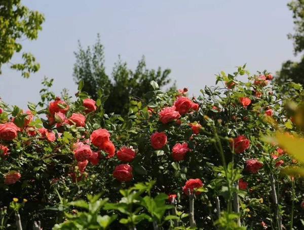 夏日花火月季是藤本植物吗？