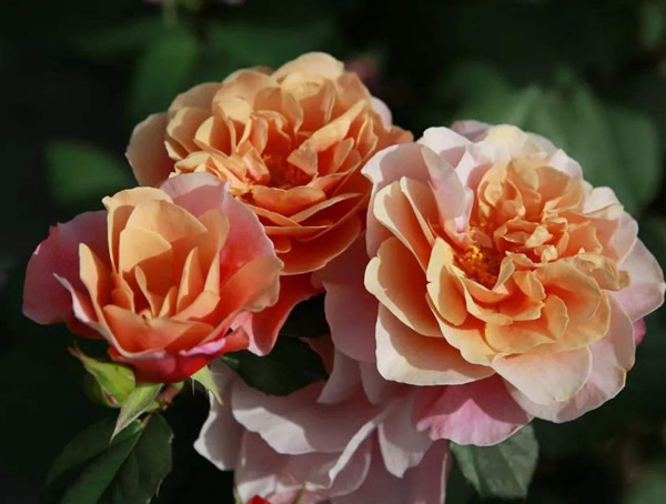 夏日花火月季适合地栽吗？