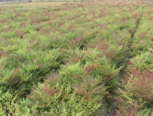 兰天竹和南天竹一样吗？是同一种植物吗？