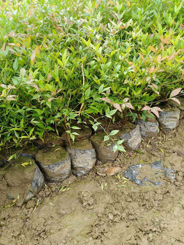 兰天竹种子繁殖技术详细介绍