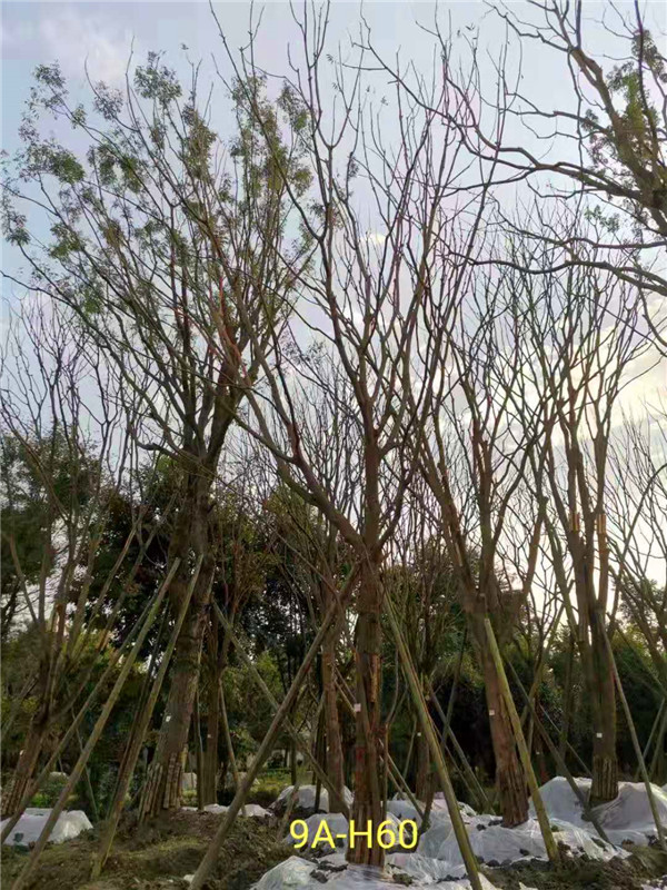 成都市丛生黄连木111-149公分价格形势