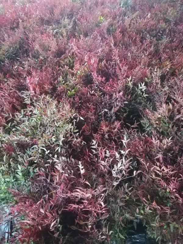 兰天竹什么时候修剪比较好？