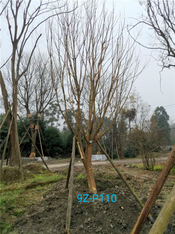 24公分皂角树价格详情