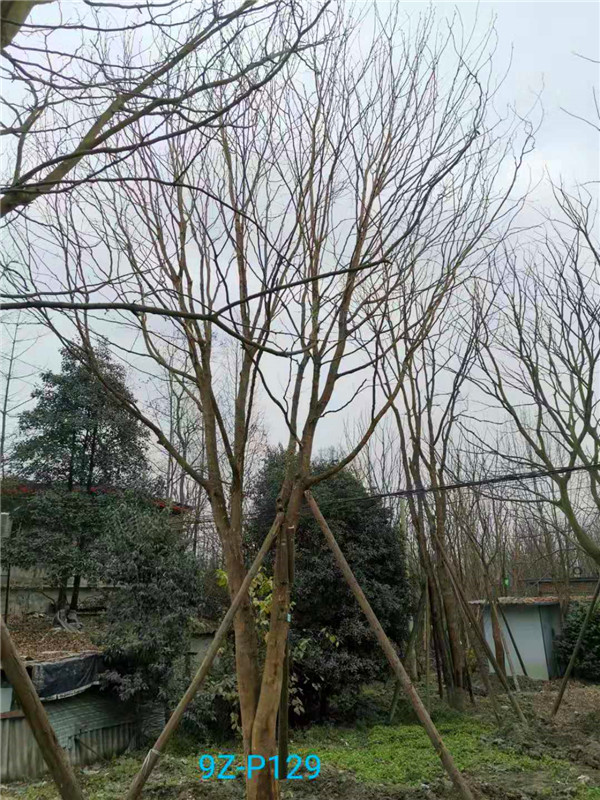 30-33公分皂角树价格形势是怎么样的？