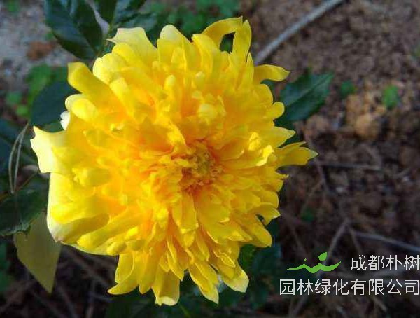 烟花波浪月季为什么会变异？