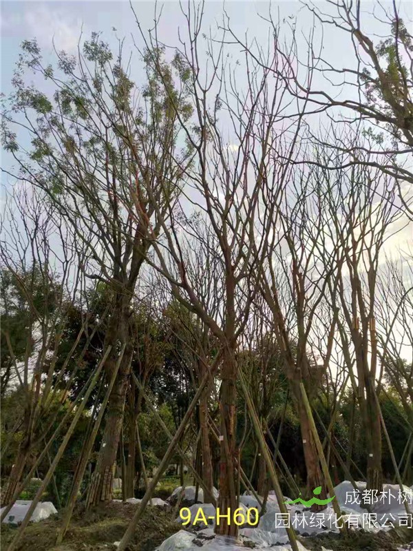 成都市丛生黄连木111-149公分价格形势