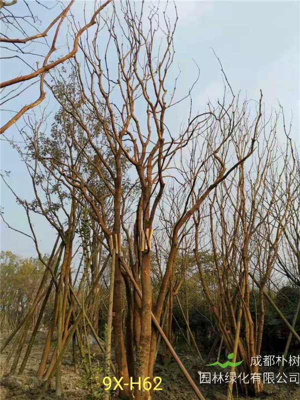 丛生黄连木71-90公分丛生黄连木价格是怎么样的？