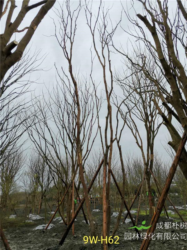 丛生黄连木51-55公分价格形势