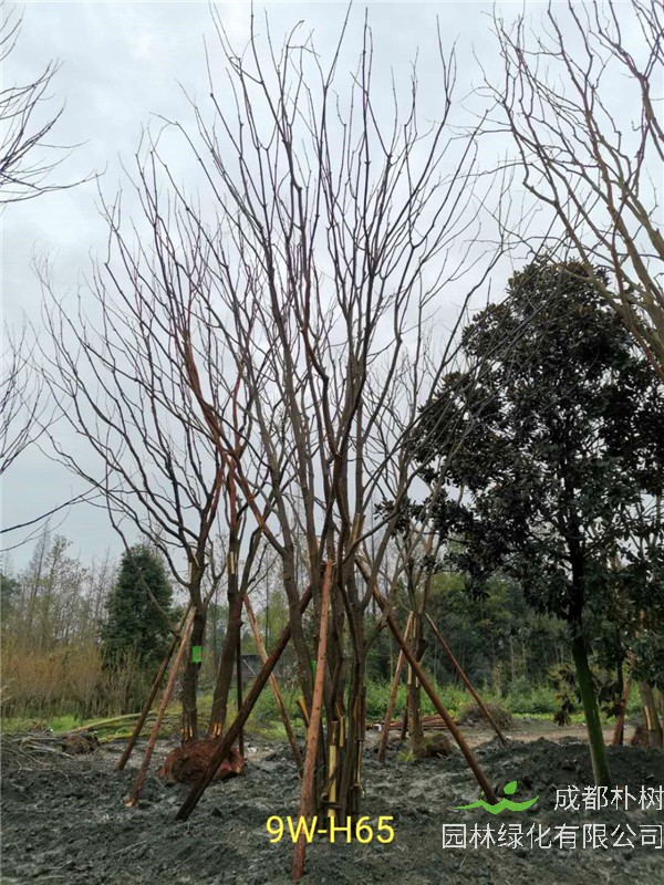 丛生黄连木71-90公分丛生黄连木价格是怎么样的？