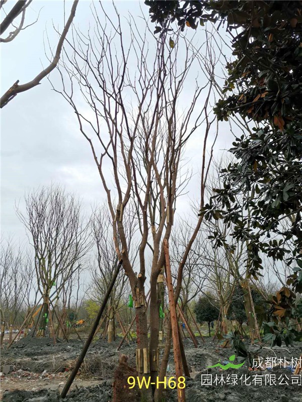 丛生黄连木56-65公分市场价格详情