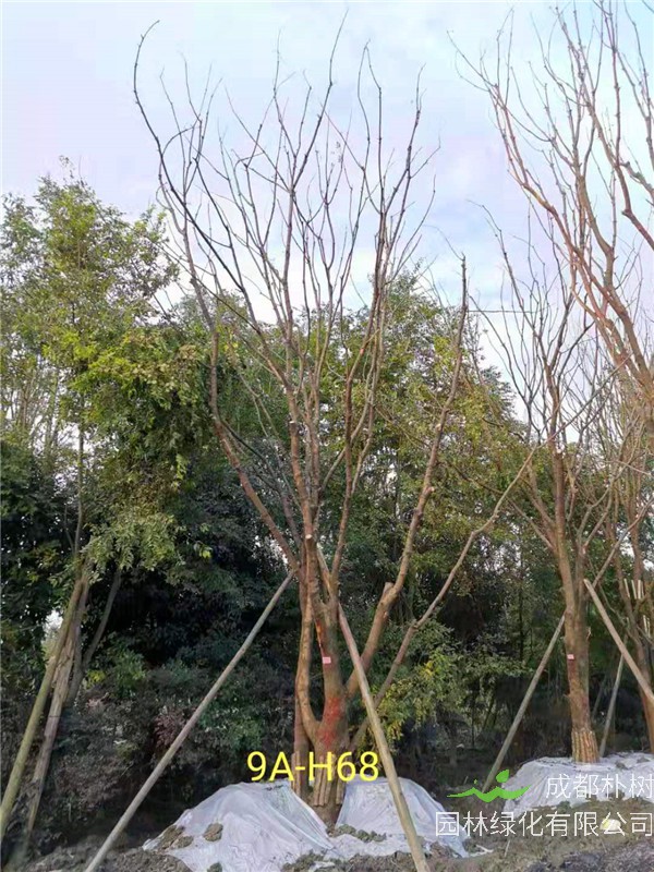 丛生黄连木51-55公分价格形势