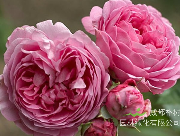 仙王座月季的优缺点有哪些？