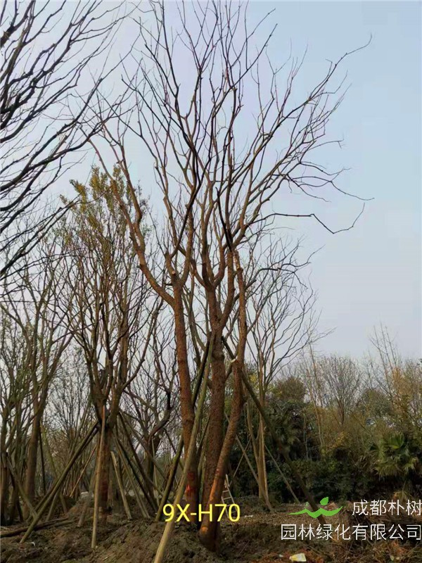 丛生黄连木71-90公分丛生黄连木价格是怎么样的？