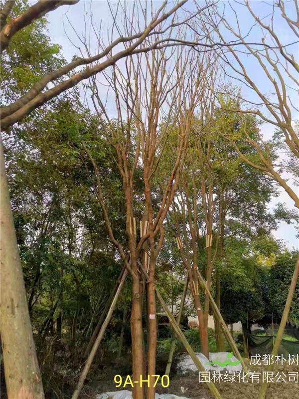 丛生黄连木56-65公分市场价格详情