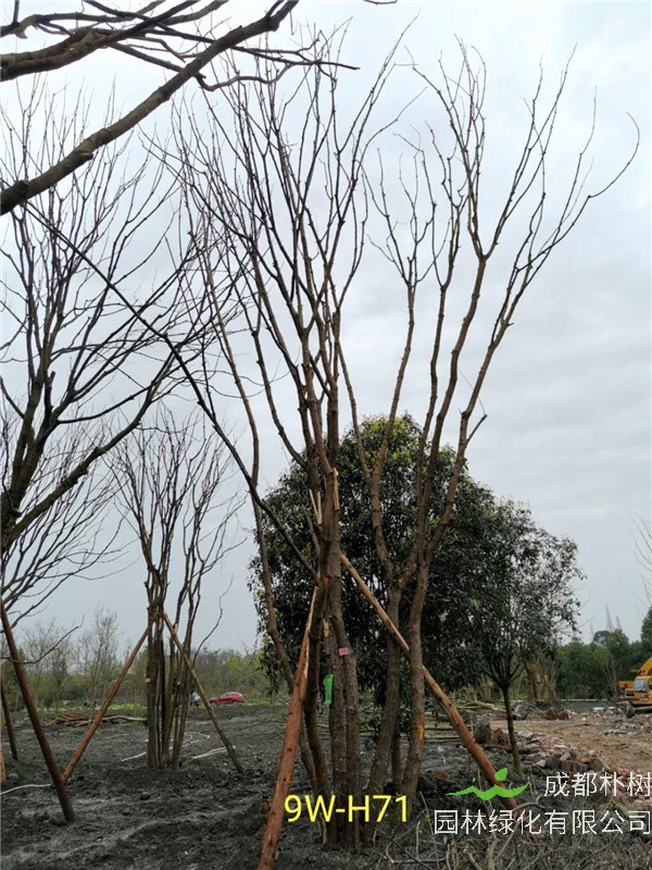 丛生黄连木71-90公分丛生黄连木价格是怎么样的？