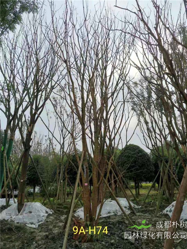 46-50公分丛生黄连木价格-趋势