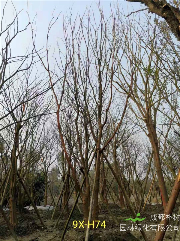 2020年丛生黄连木27-45公分价格详情