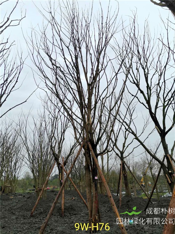 66-70公分丛生黄连木市场价格形势怎么样？