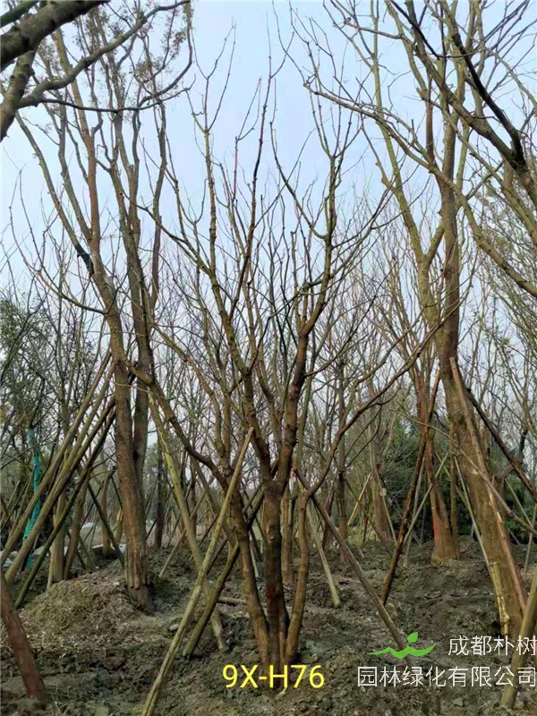 2020年丛生黄连木27-45公分价格详情