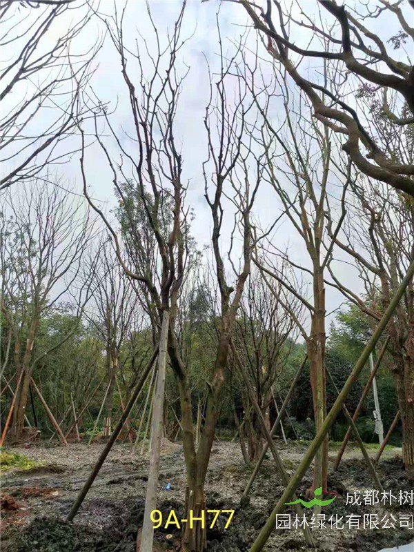 2020年丛生黄连木27-45公分价格详情