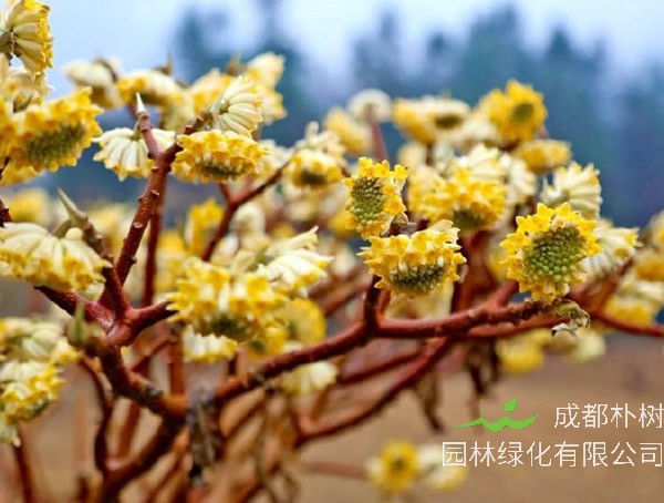 梦花树的功效与作用有哪些？