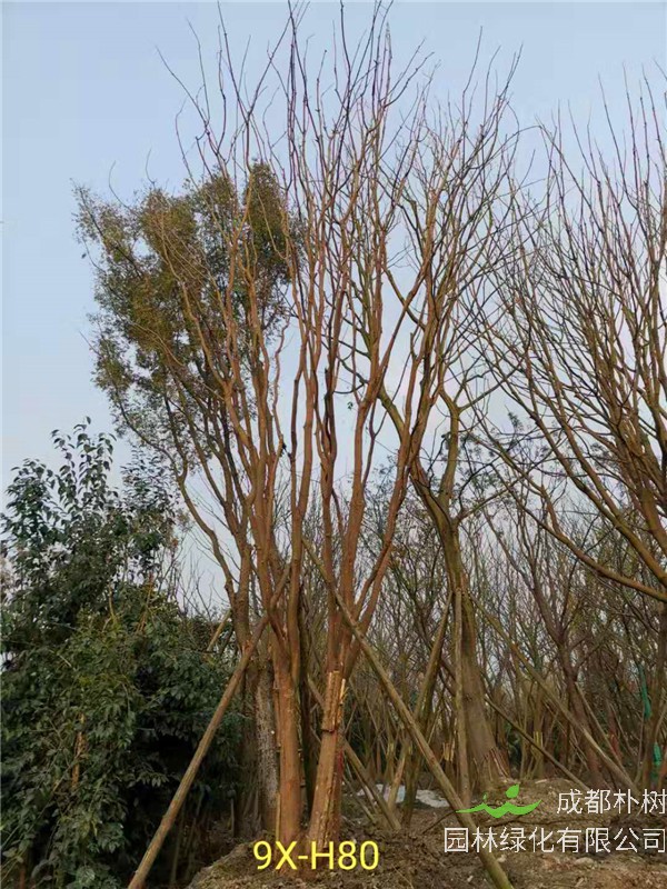 丛生黄连木51-55公分价格形势