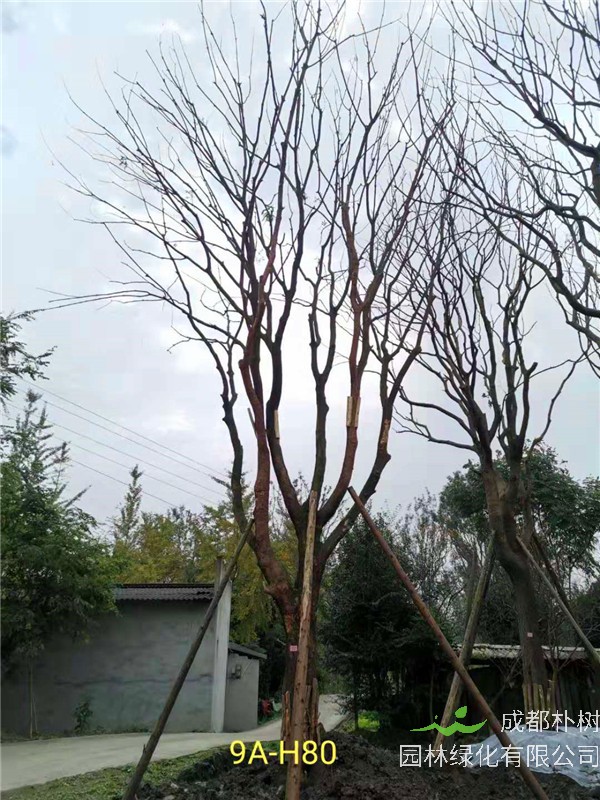 2020年丛生黄连木27-45公分价格详情