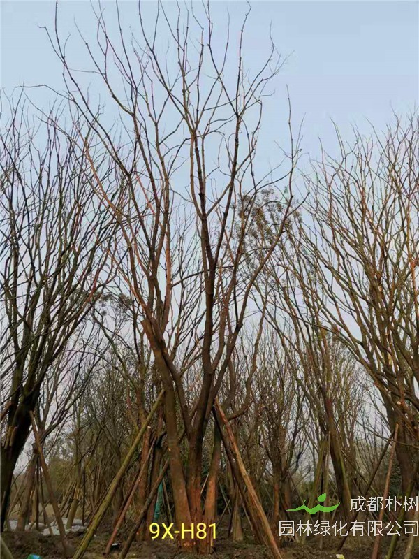 丛生黄连木71-90公分丛生黄连木价格是怎么样的？