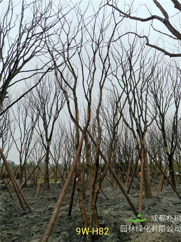 2020年丛生黄连木27-45公分价格详情