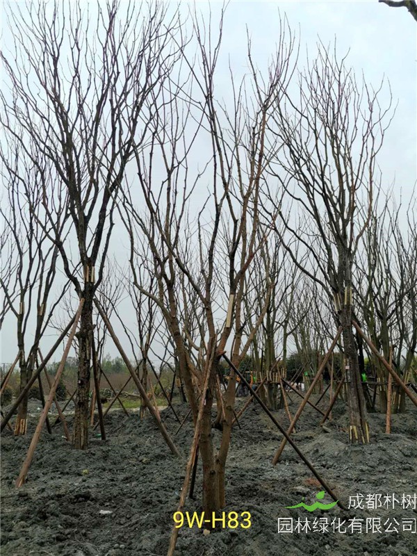 2020年丛生黄连木27-45公分价格详情