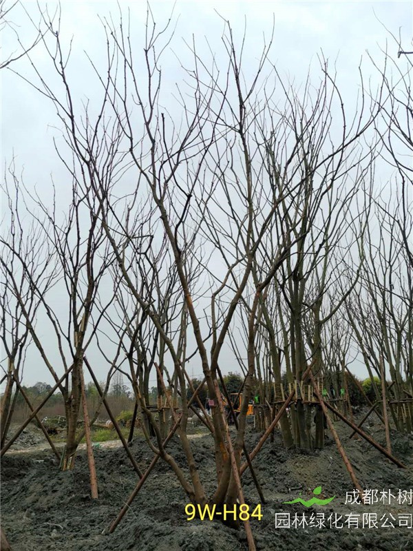 丛生黄连木51-55公分价格形势