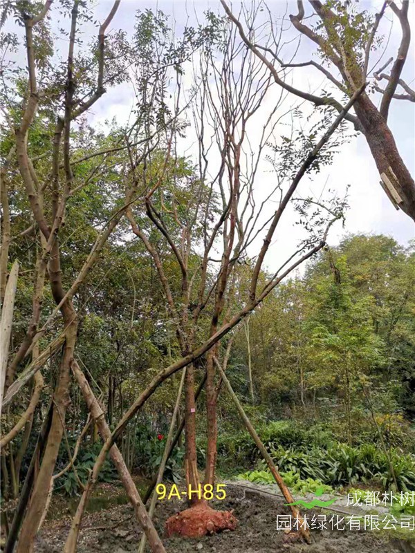 丛生黄连木51-55公分价格形势