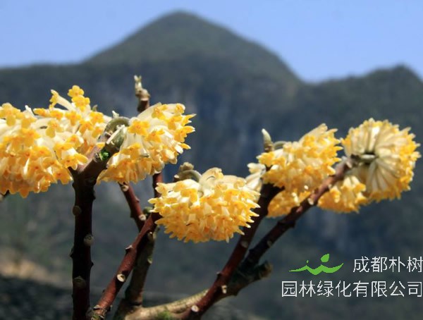 梦花树的种植方法和注意事项有哪些？